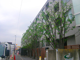 藤沢造園のマンション植栽管理