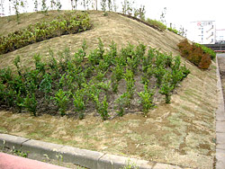植栽の基盤として活用し、生物の循環機能を促すことにより土壌を活性化させます。