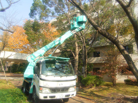 高所作業車が近づけない箇所でも剪定可能