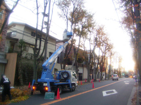 高所作業車が近づけない箇所でも剪定可能