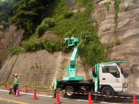 高所作業車が近づけない箇所でも剪定可能